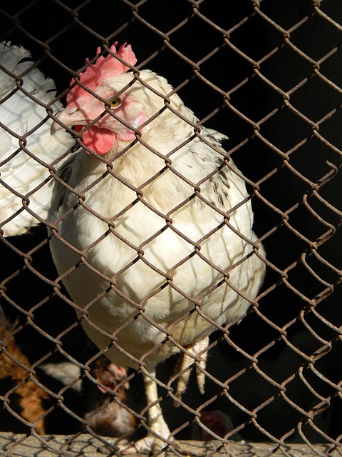 健的執教風 健的執教風