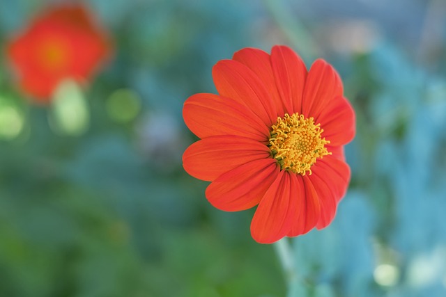 富有才华的 富有才华的